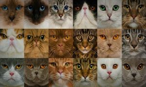 Какие бывают породы кошек?