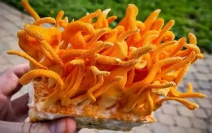 Кордицепс: уникальные свойства гриба